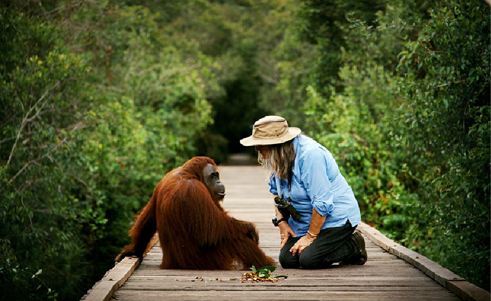 camp leakey safari in borneo