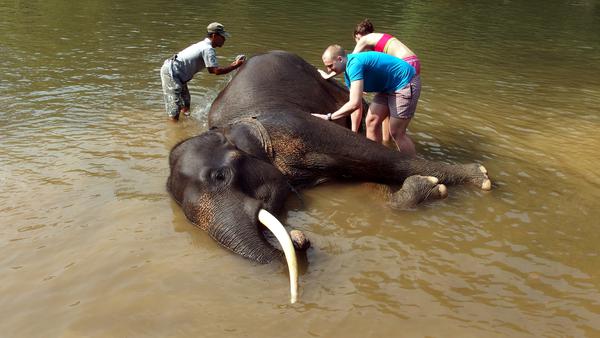 indonesia wildlife tangkahan elephant sanctuary