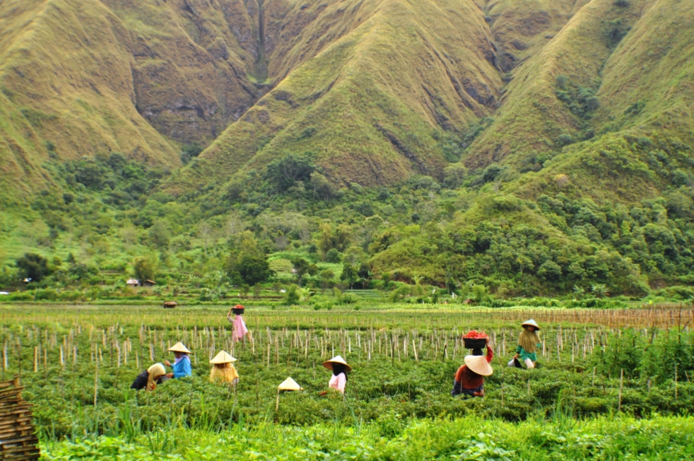 sembalun village rinjani