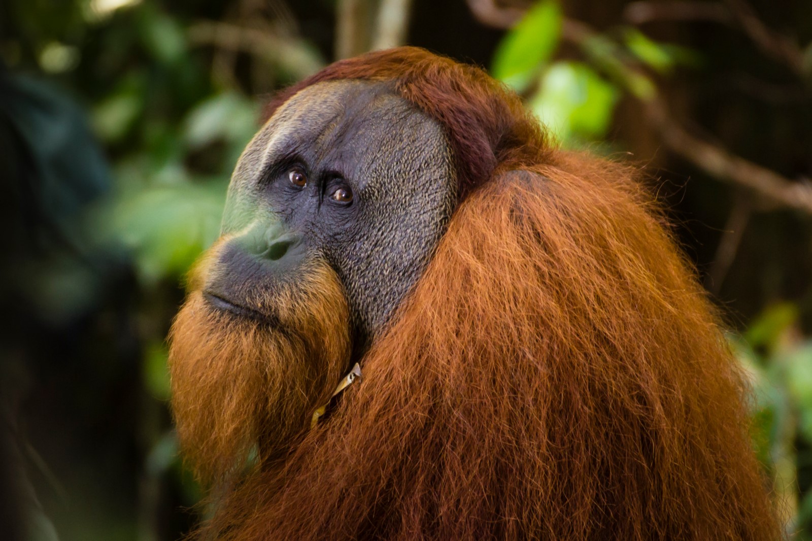 Semi Wild Orang Utan Sumatra