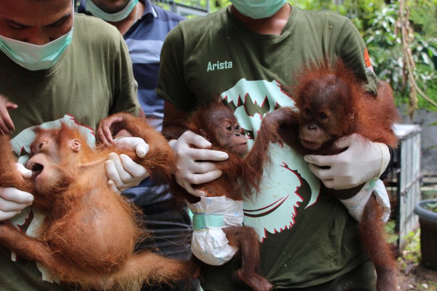 rehabilitation of orang utan