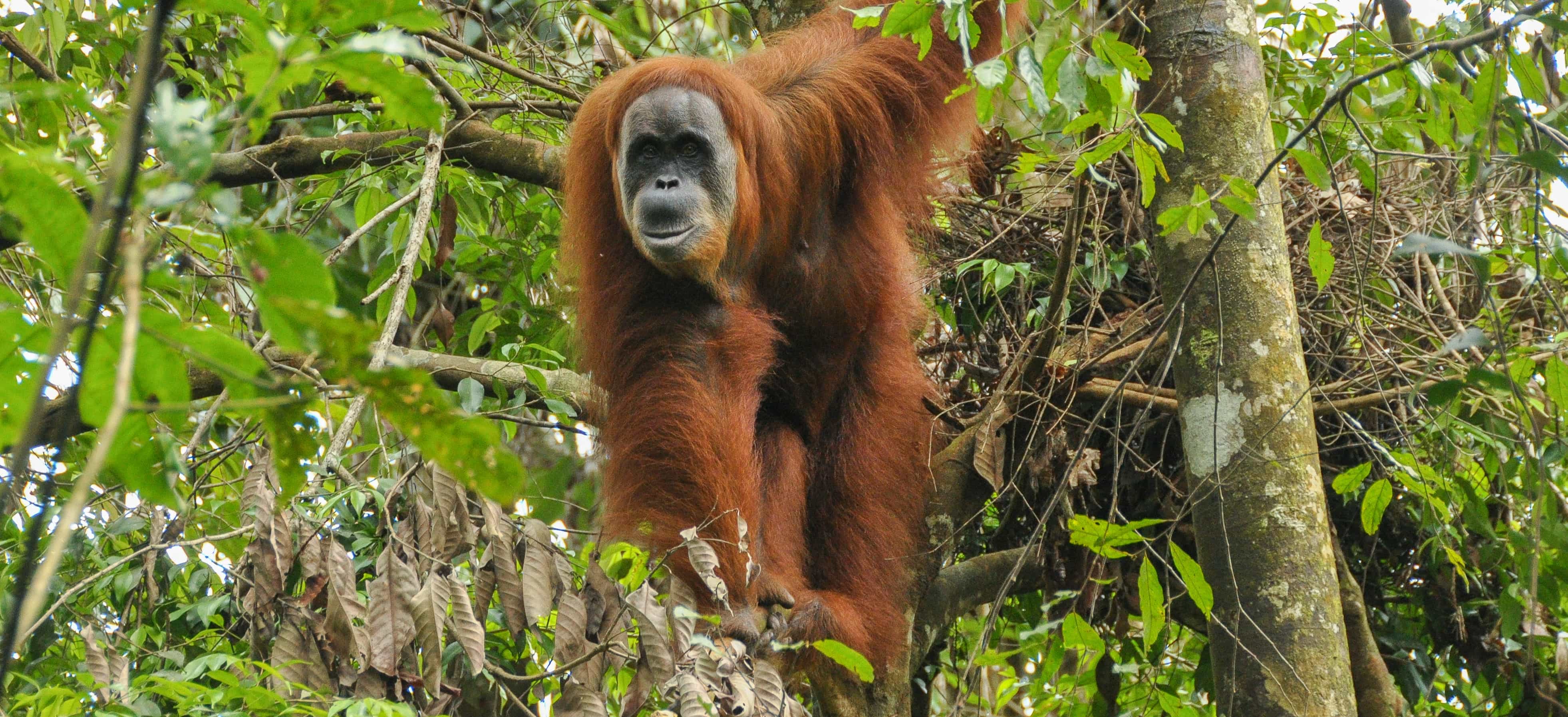 Gunung Leuser Nature Park