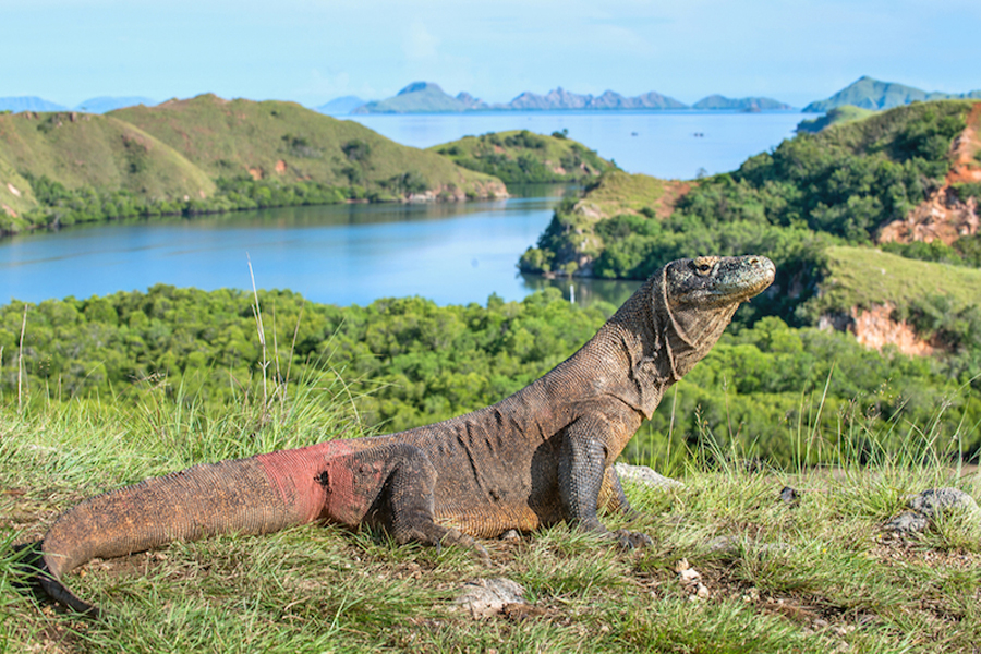 komodo dragon