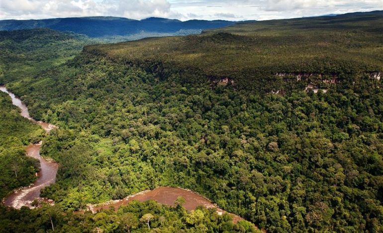 save borneo from deforestation