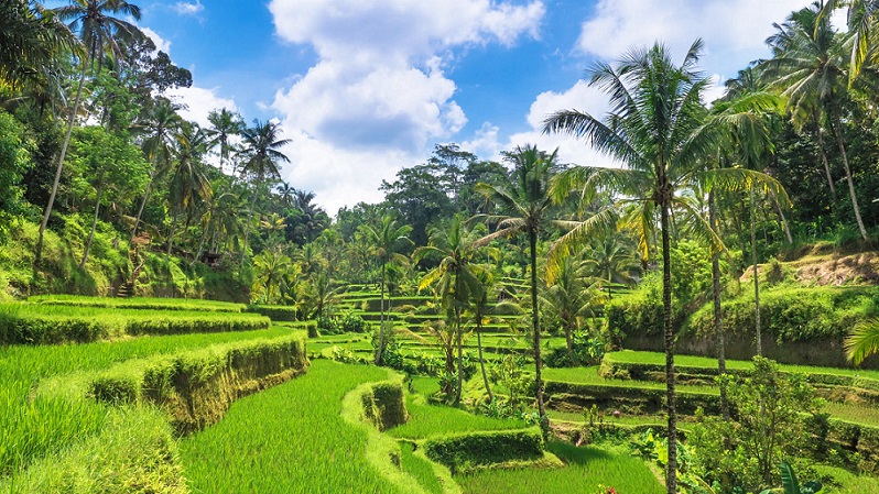 things to do in indonesia ubud