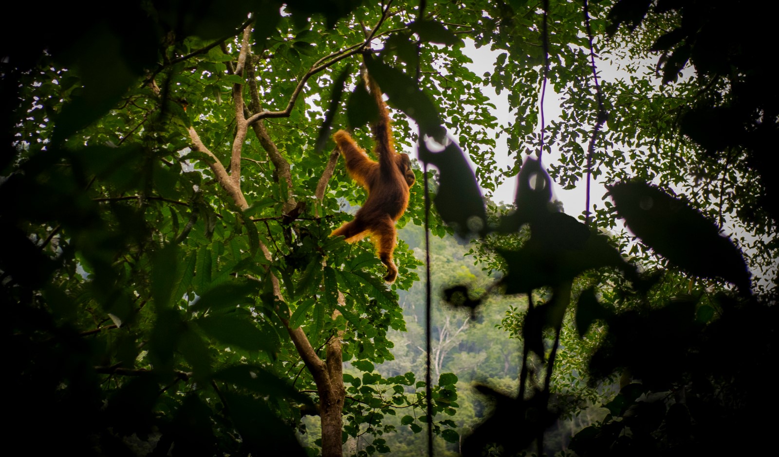 Bukit Lawang Orang-utan
