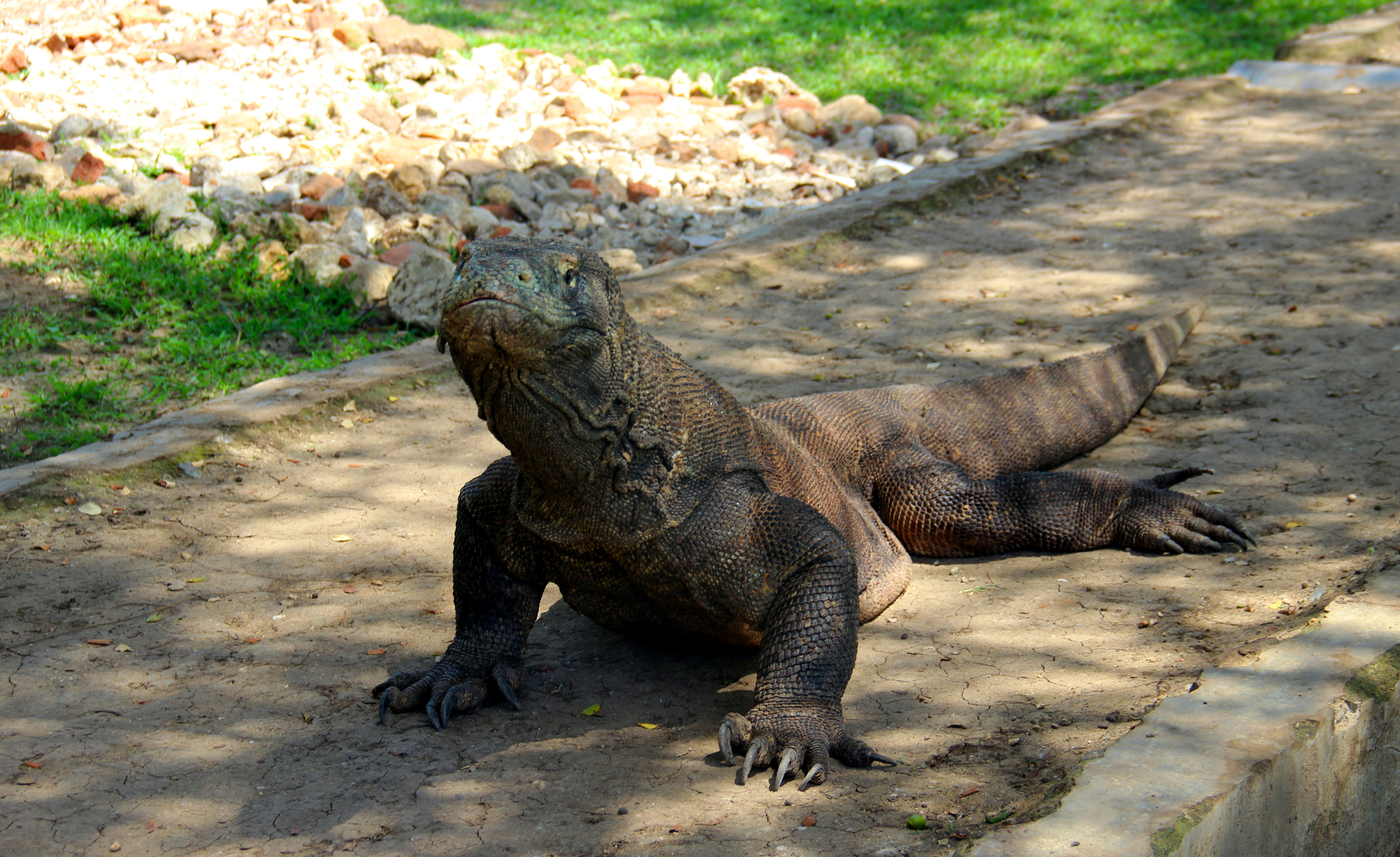 Komodo Dragon Flores