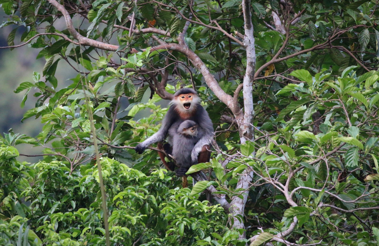 Monkey Borneo Rainforest