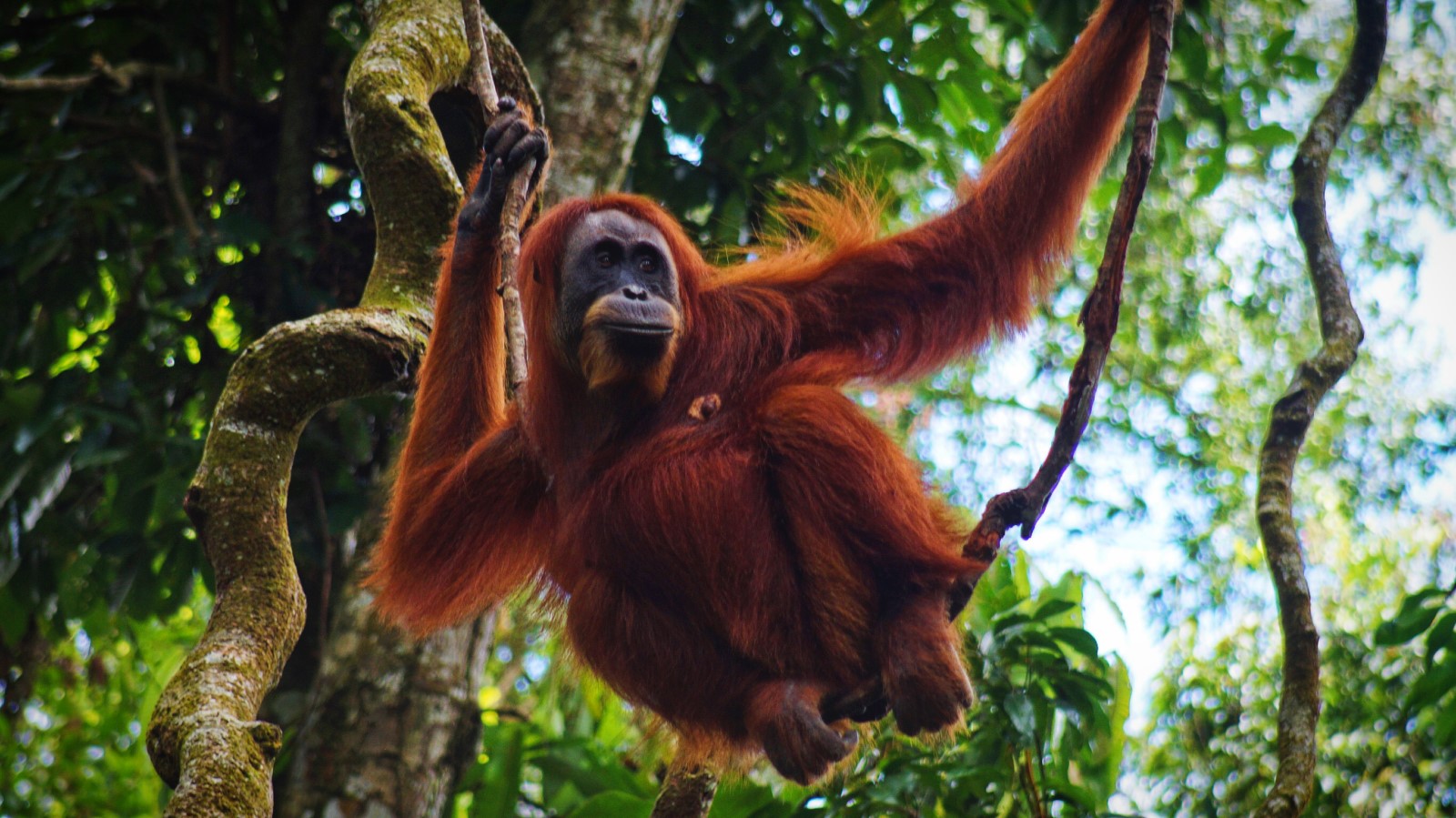 Orang utan sumatra