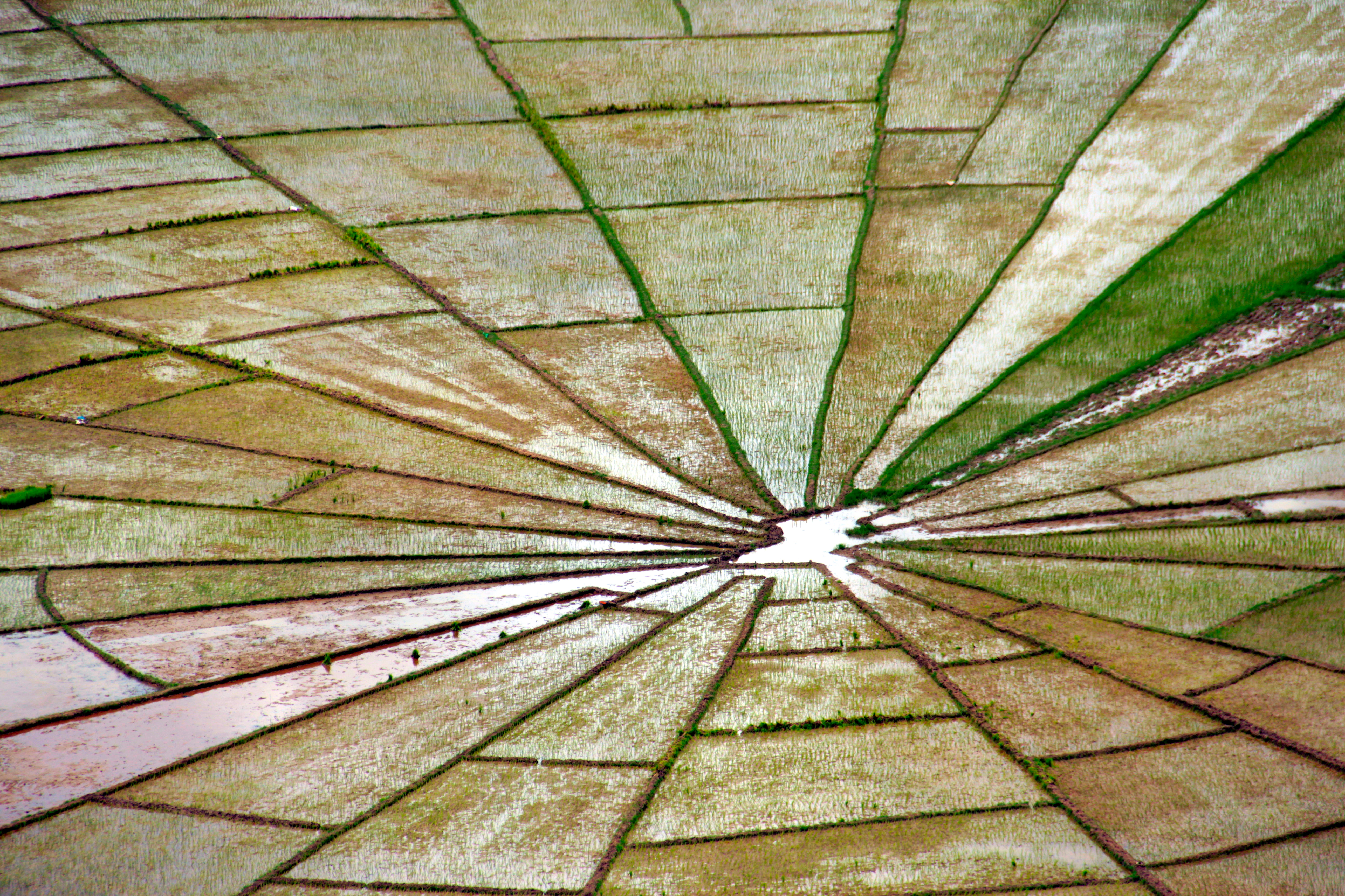 Spiderweb Ricefields Flores