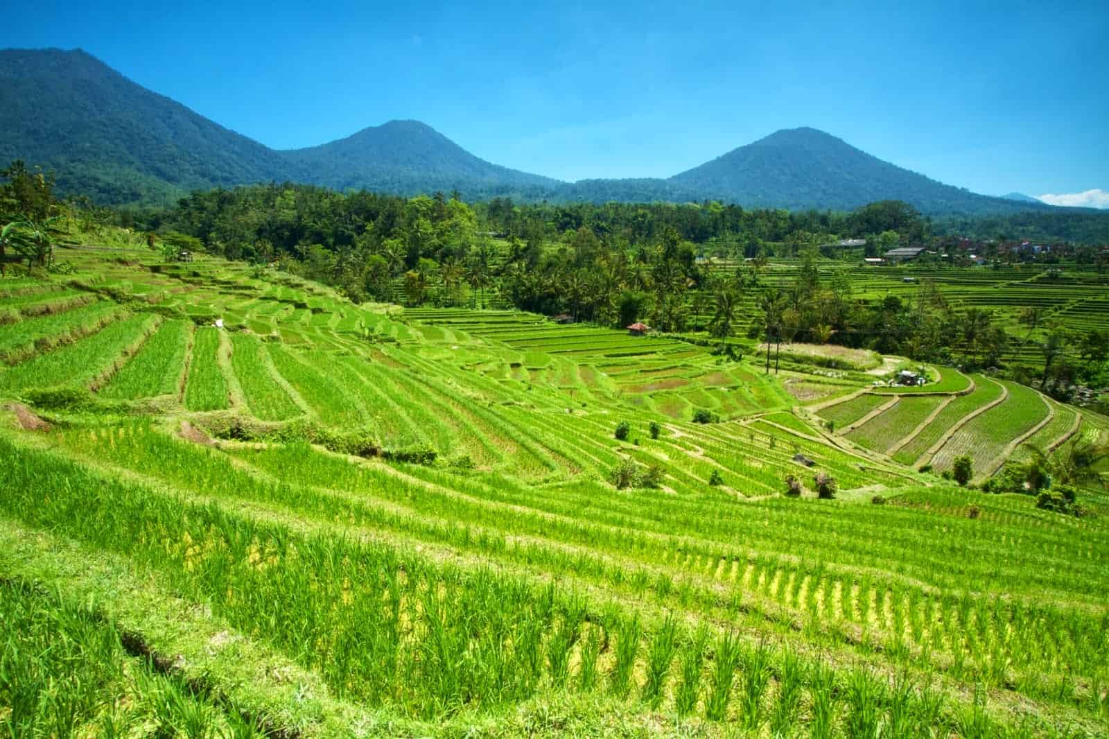 jatiluwih rice terrace