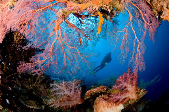 Papua Diving