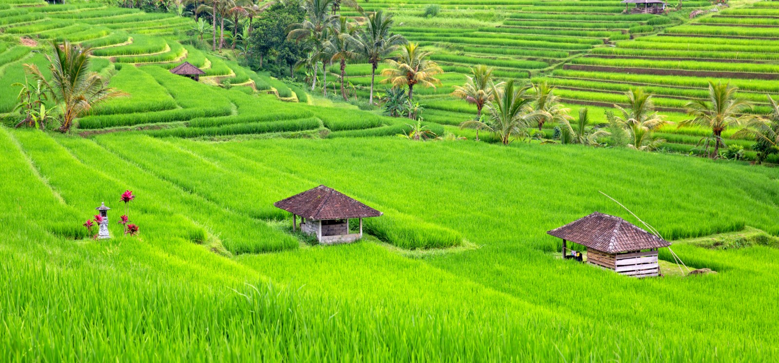 Ricefield Terace Bali