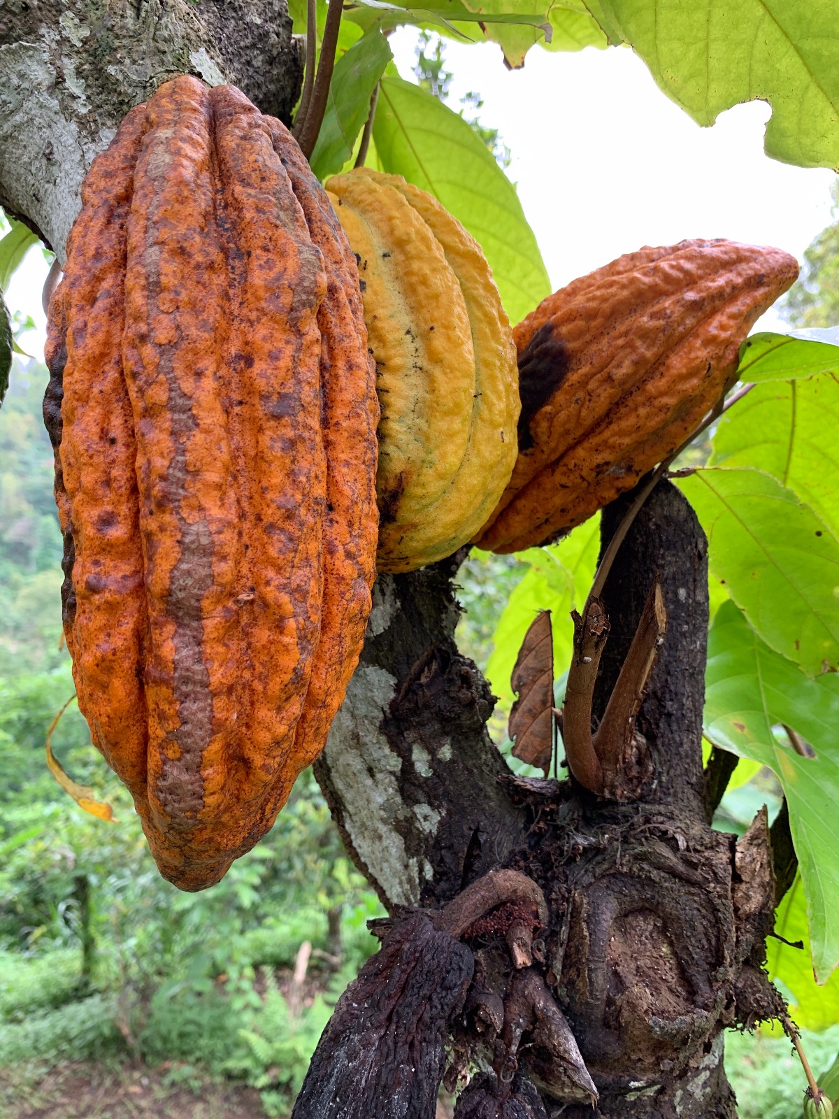 Cacao pods Munduk