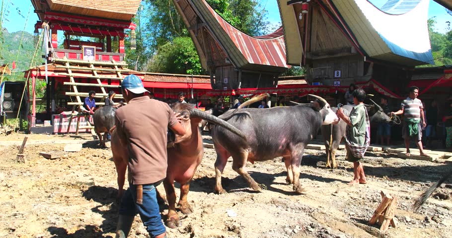tana toraja funeral tribute