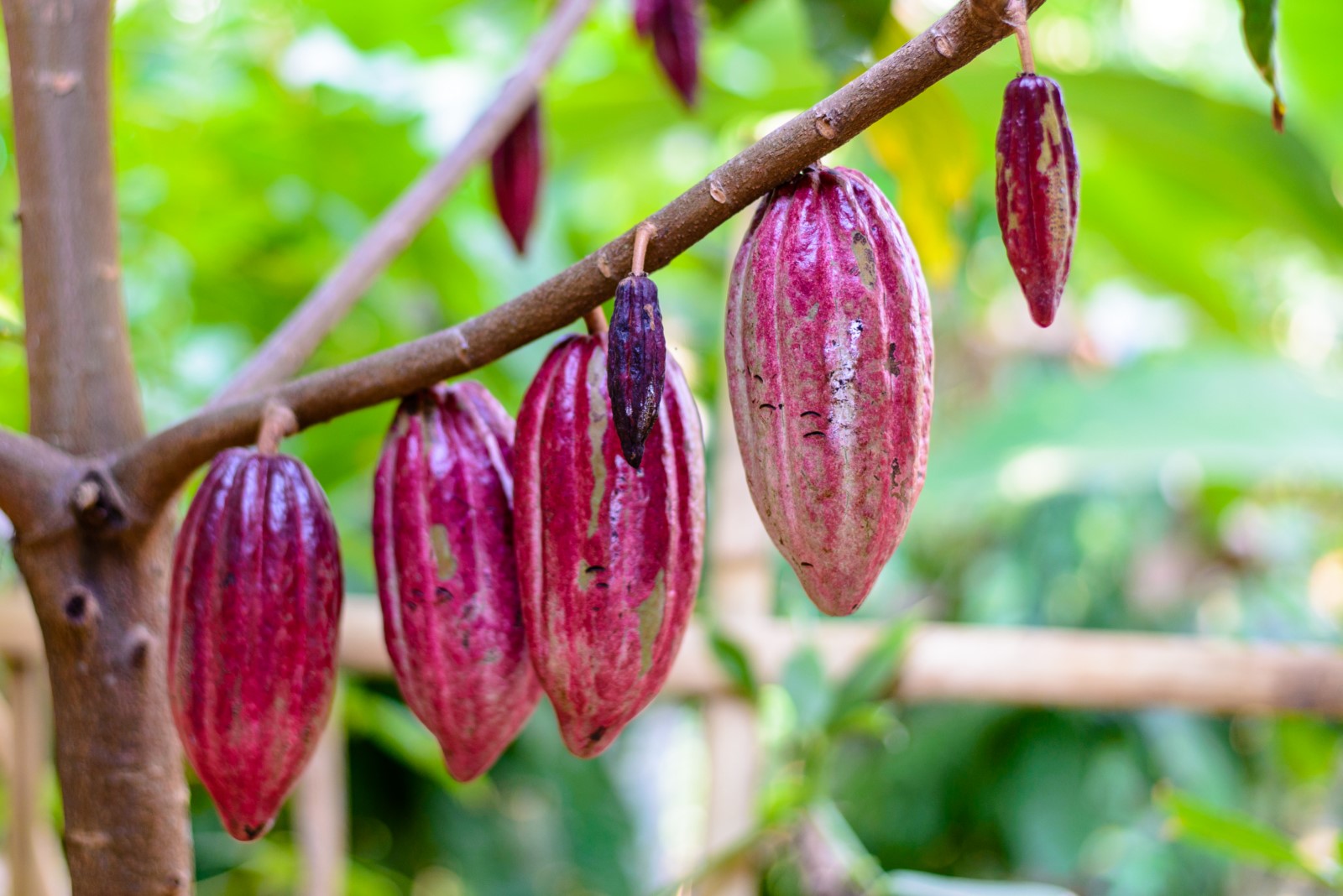 Cacao plantation