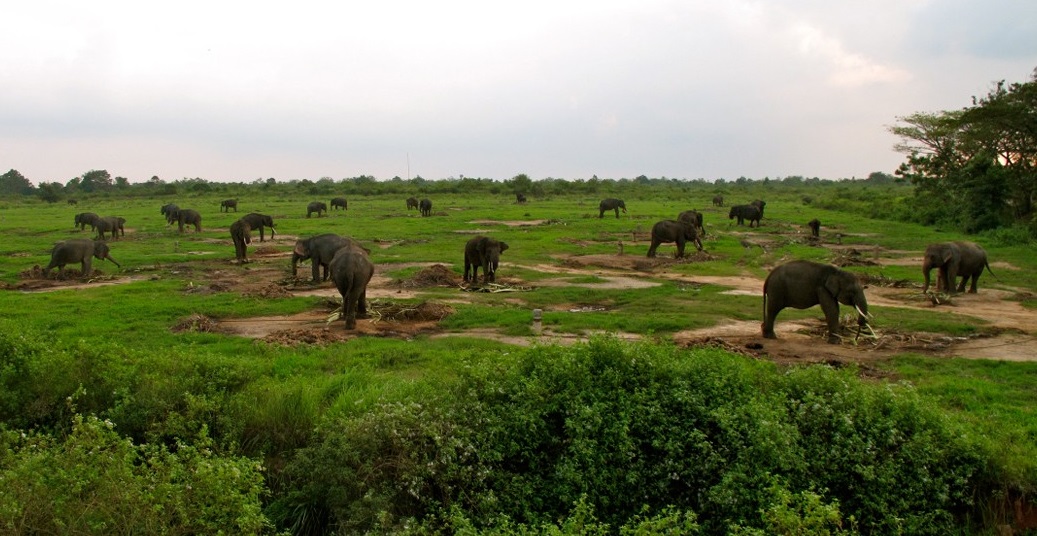Explore Way Kambas National Park