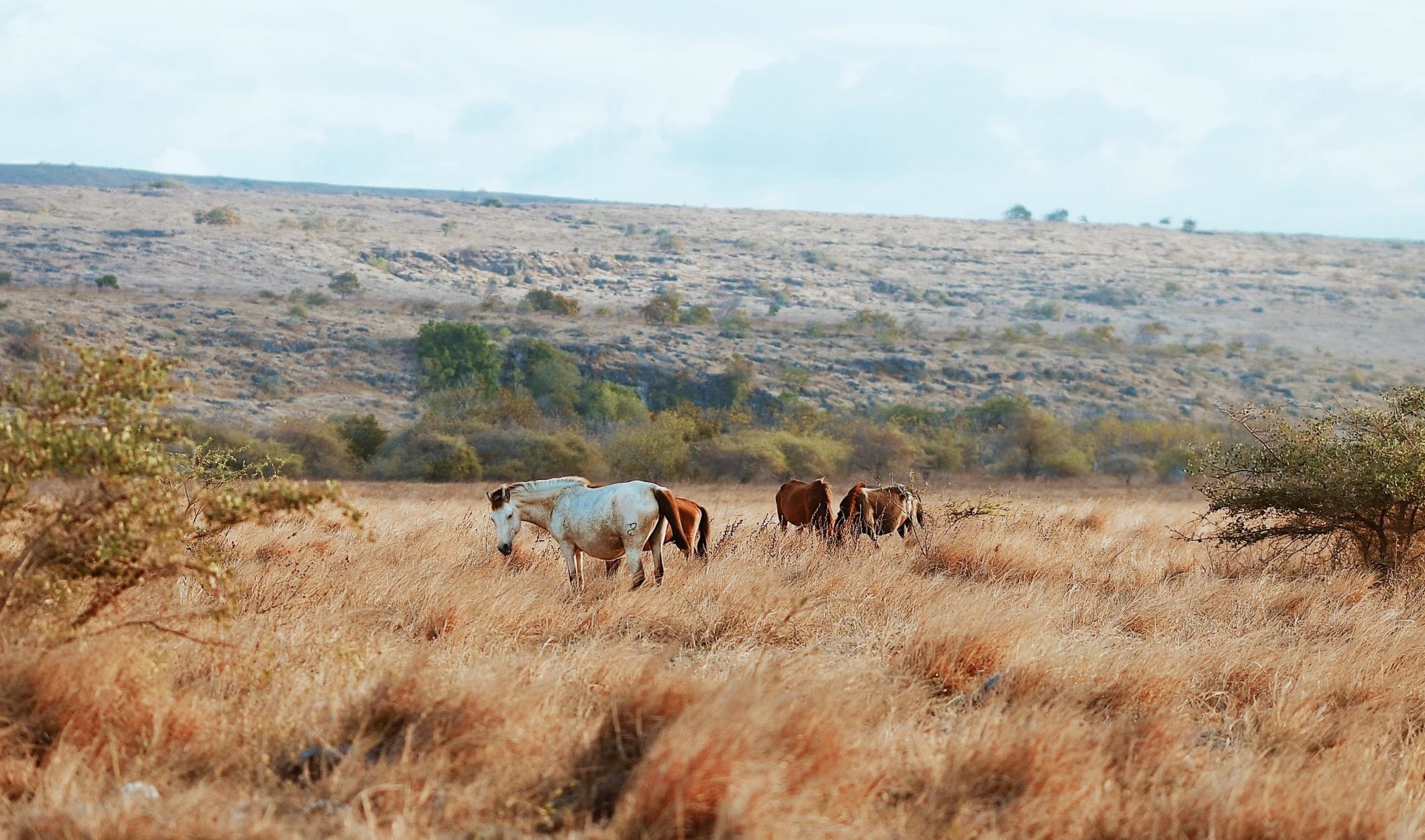 Padang Savana Sumba, West Nusa Tenggara