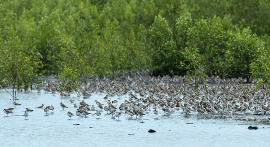 Sembilang National Park
