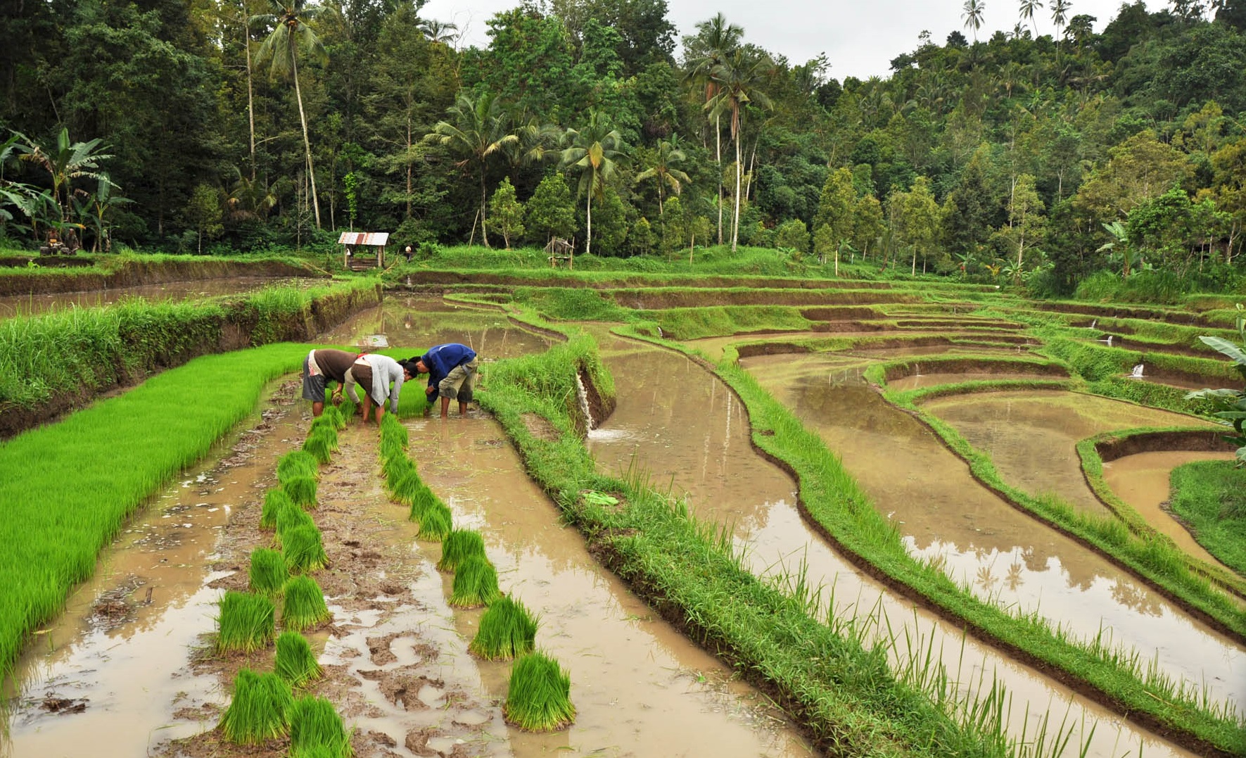 Subak Bali Cultural Landscape