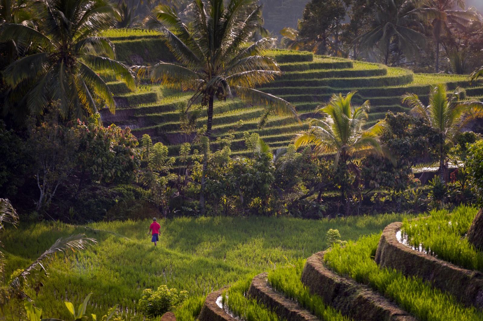 Tegalallang rice terrace