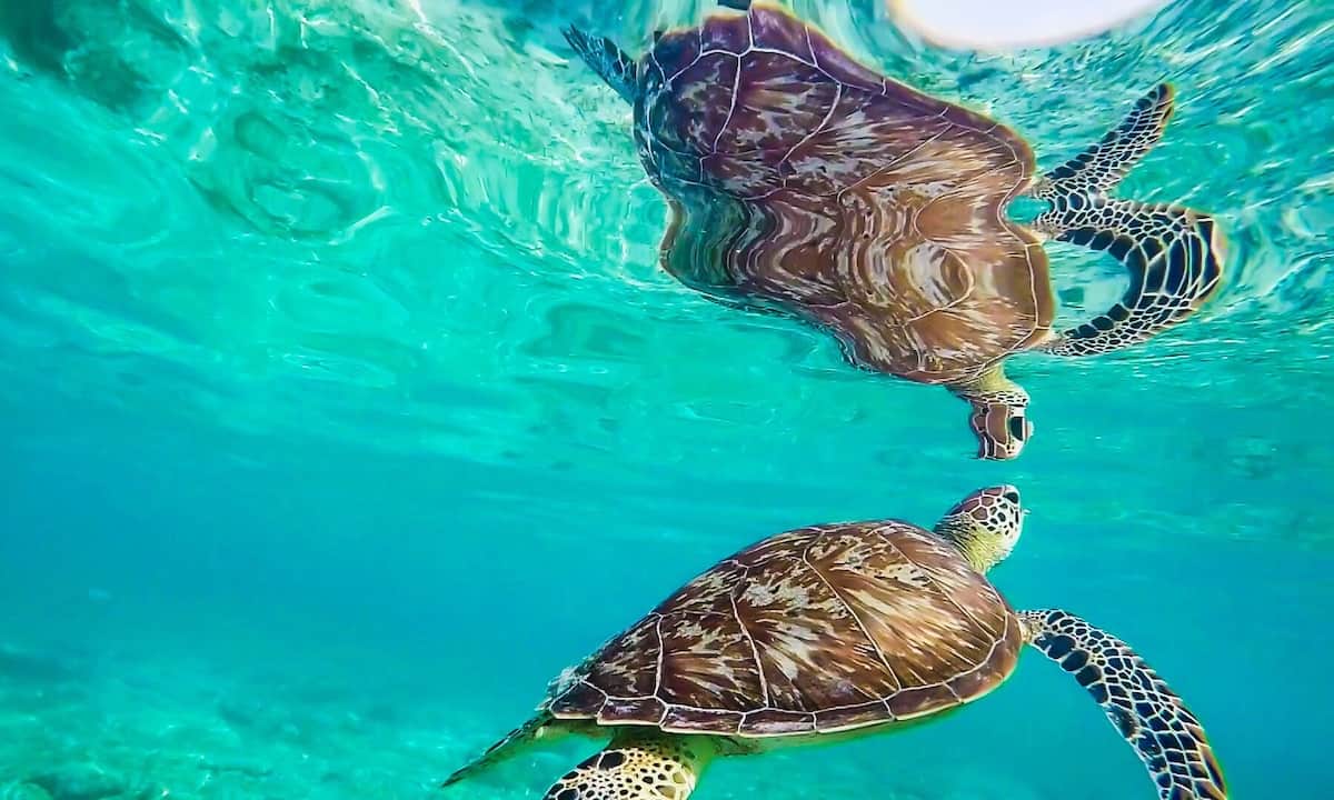 Turtle Captivity in gili meno