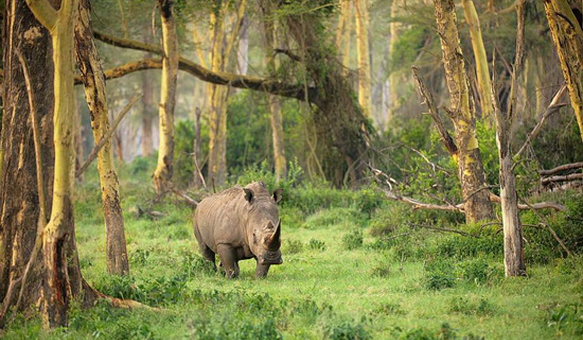 Ujung-Kulon-National-Park
