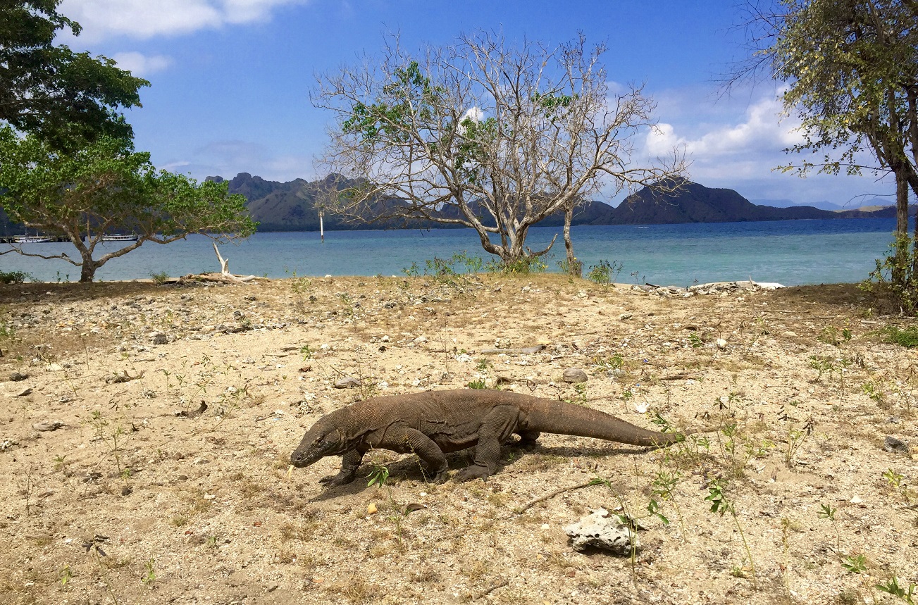 Visit Komodo National Park
