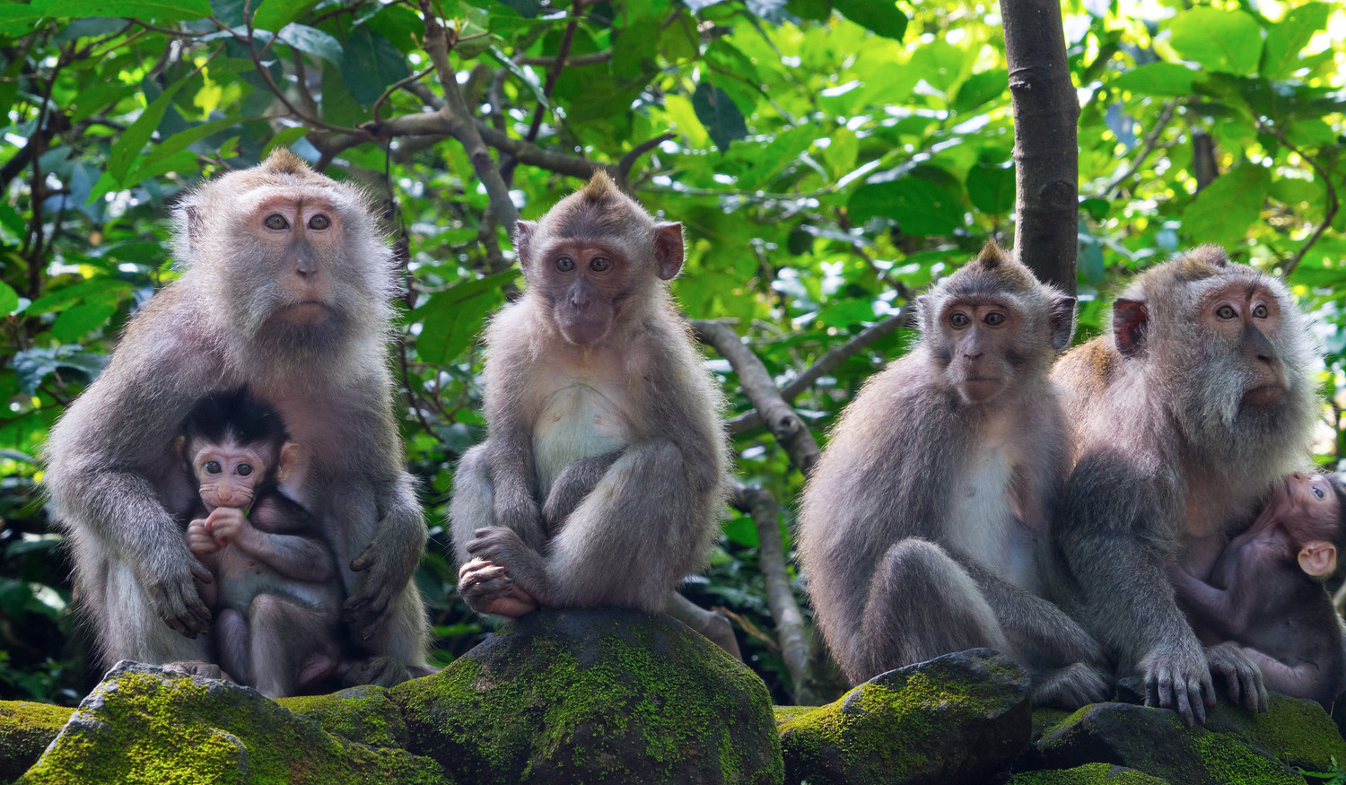 bali family holidays in ubud monkey forest