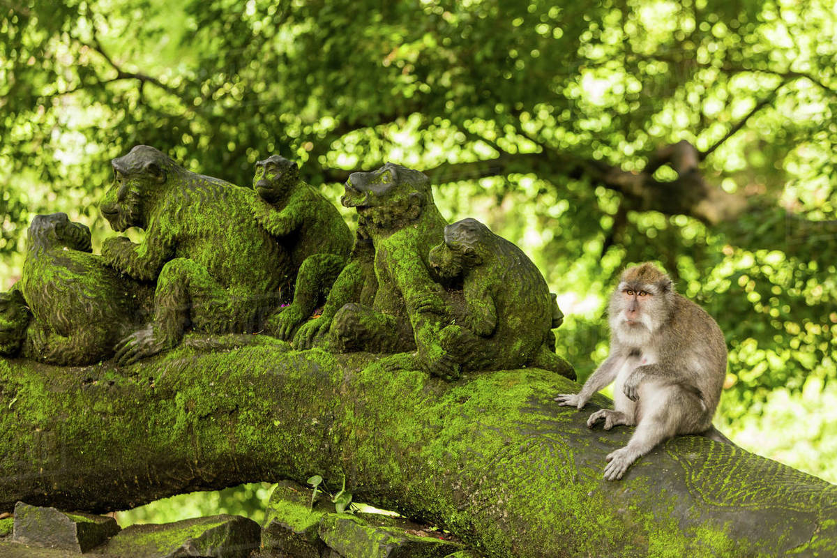 to see ubud sacred monkey forest