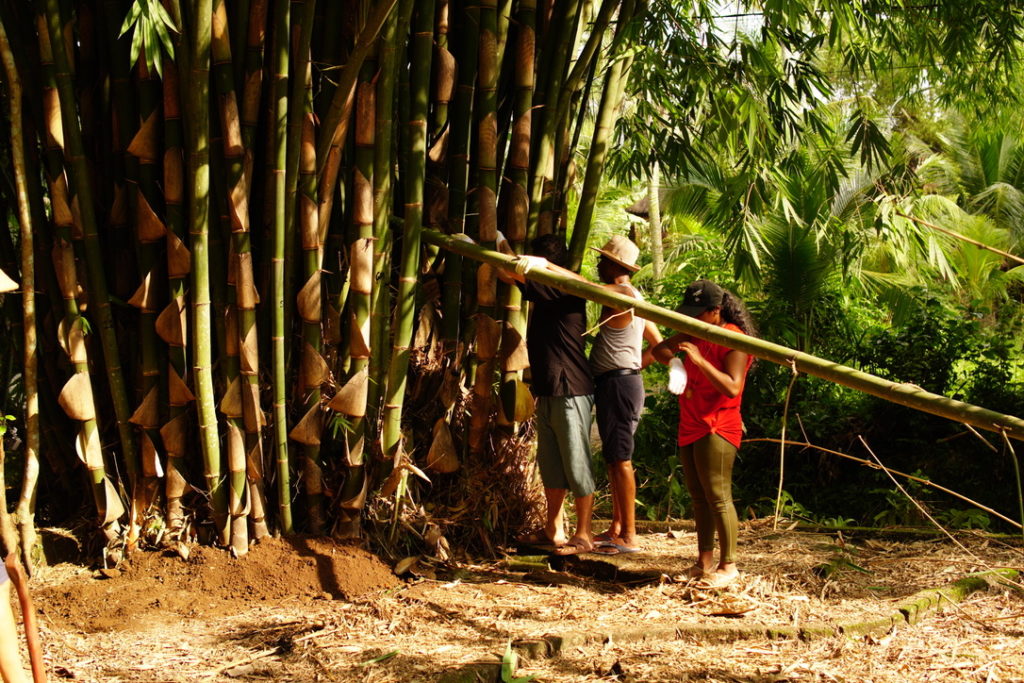 the glorifying of bamboo in sanur village festival