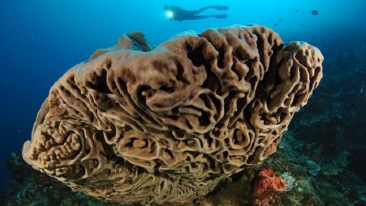 Salvador Dali sponges in olele marine park