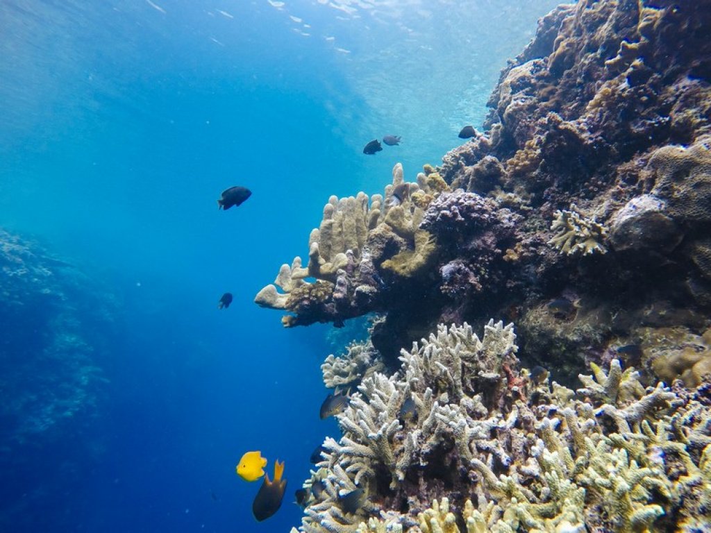 underwater view of olele marine park in gorontalo