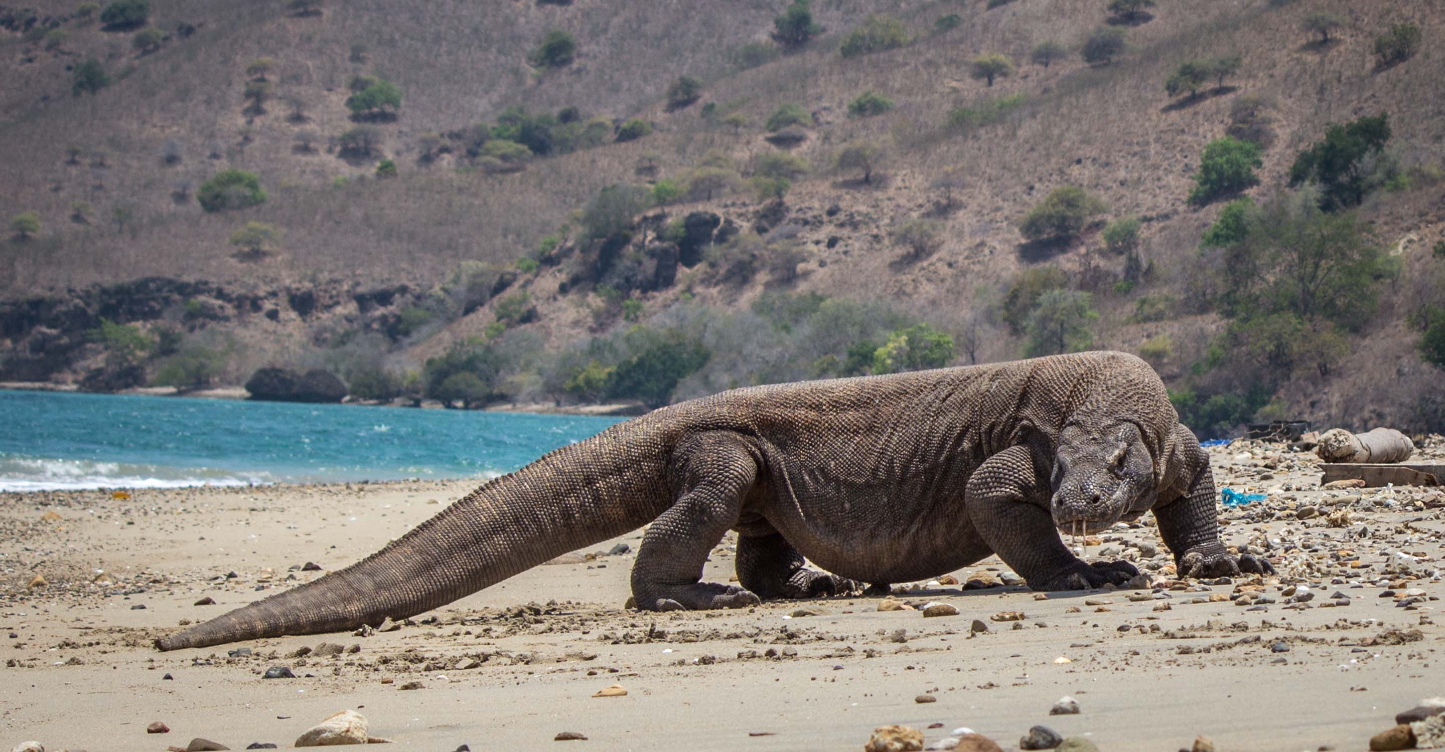 best place to visit in komodo island