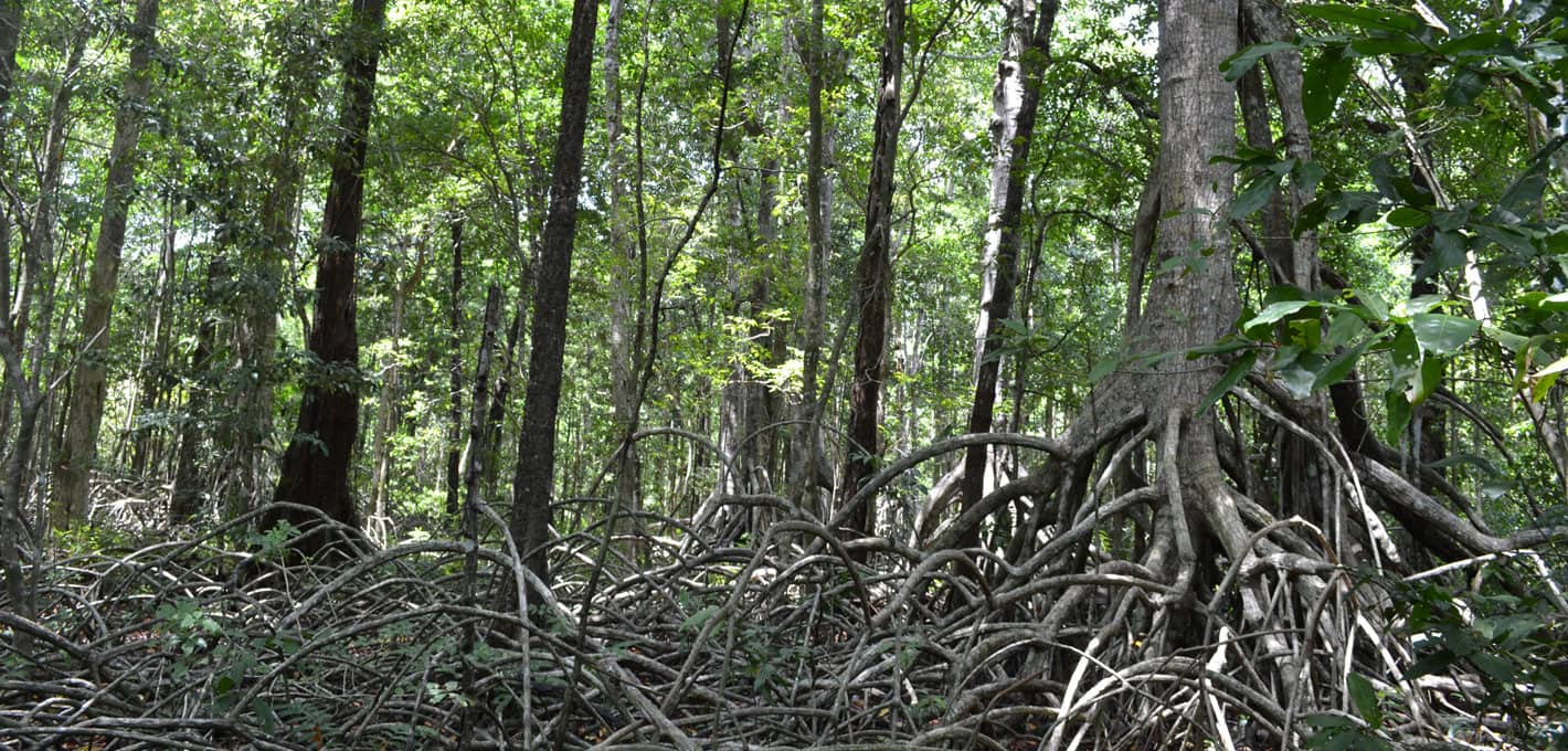 mangrove forest in wakatobi islands