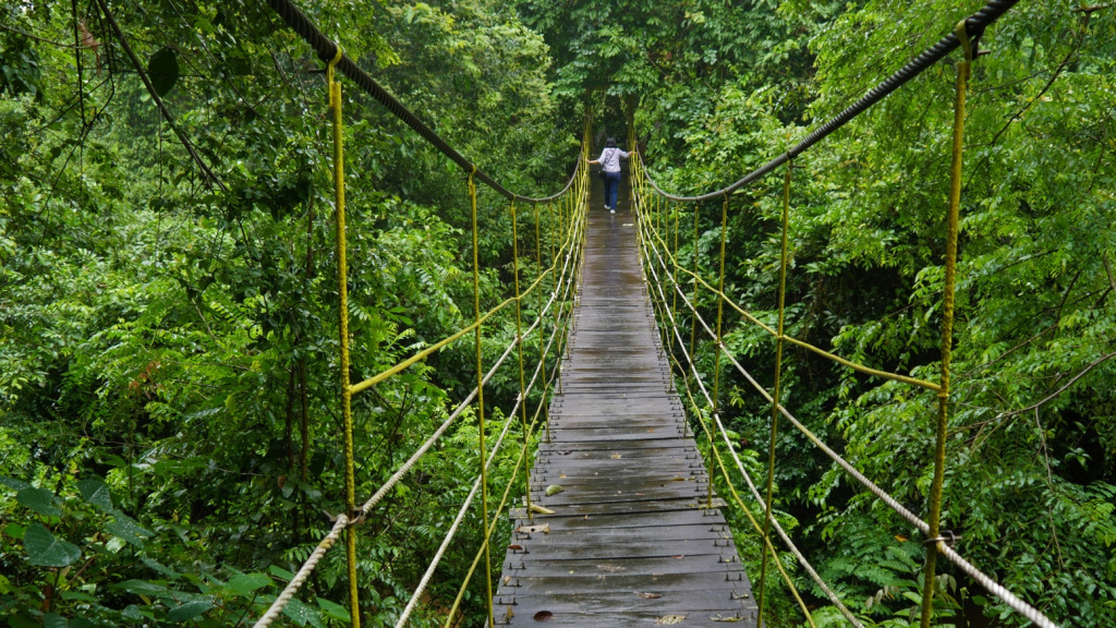 visit orangutans in kutai national park borneo