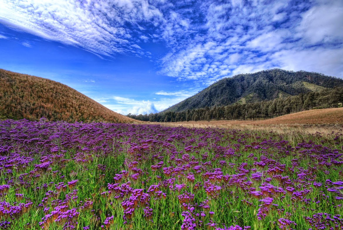 Oro-oro Ombo savanna in semeru rinjani