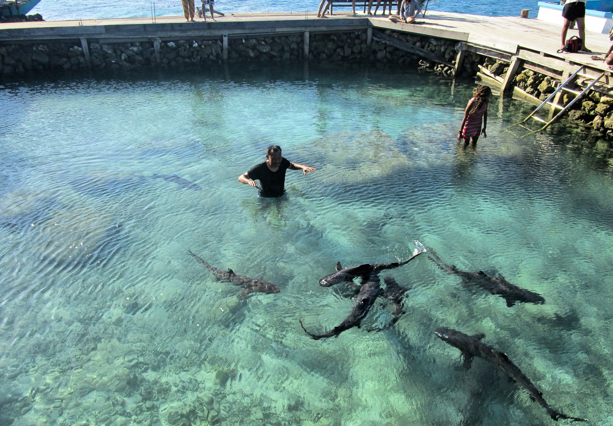 Swim with sharks on Menjangan Besar Island
