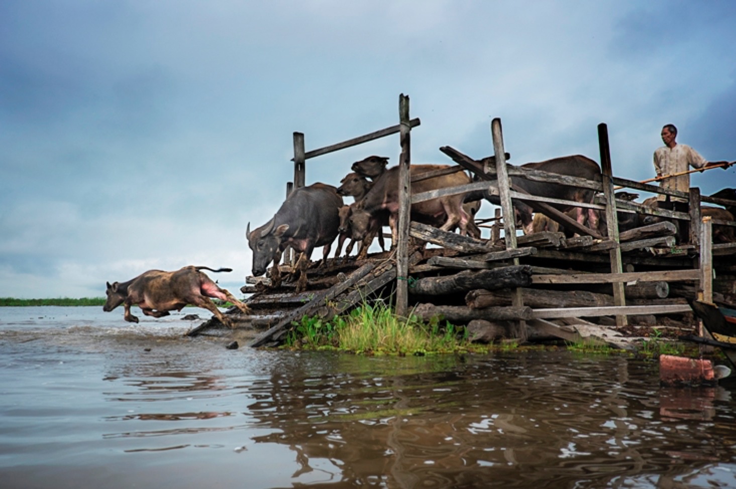 Rawa Amuntai Buffalo