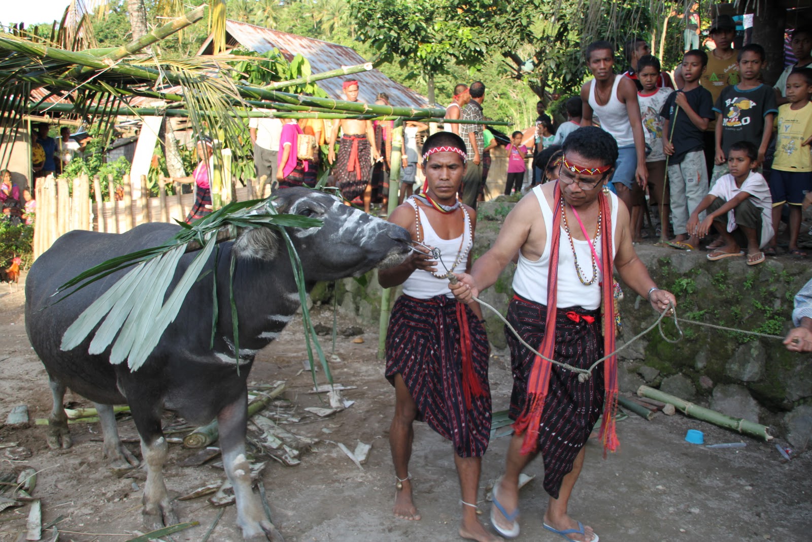 belis tradition in sumba marriage