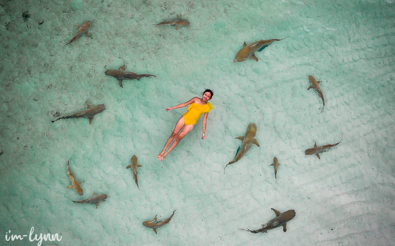 swim with shark in wayag island