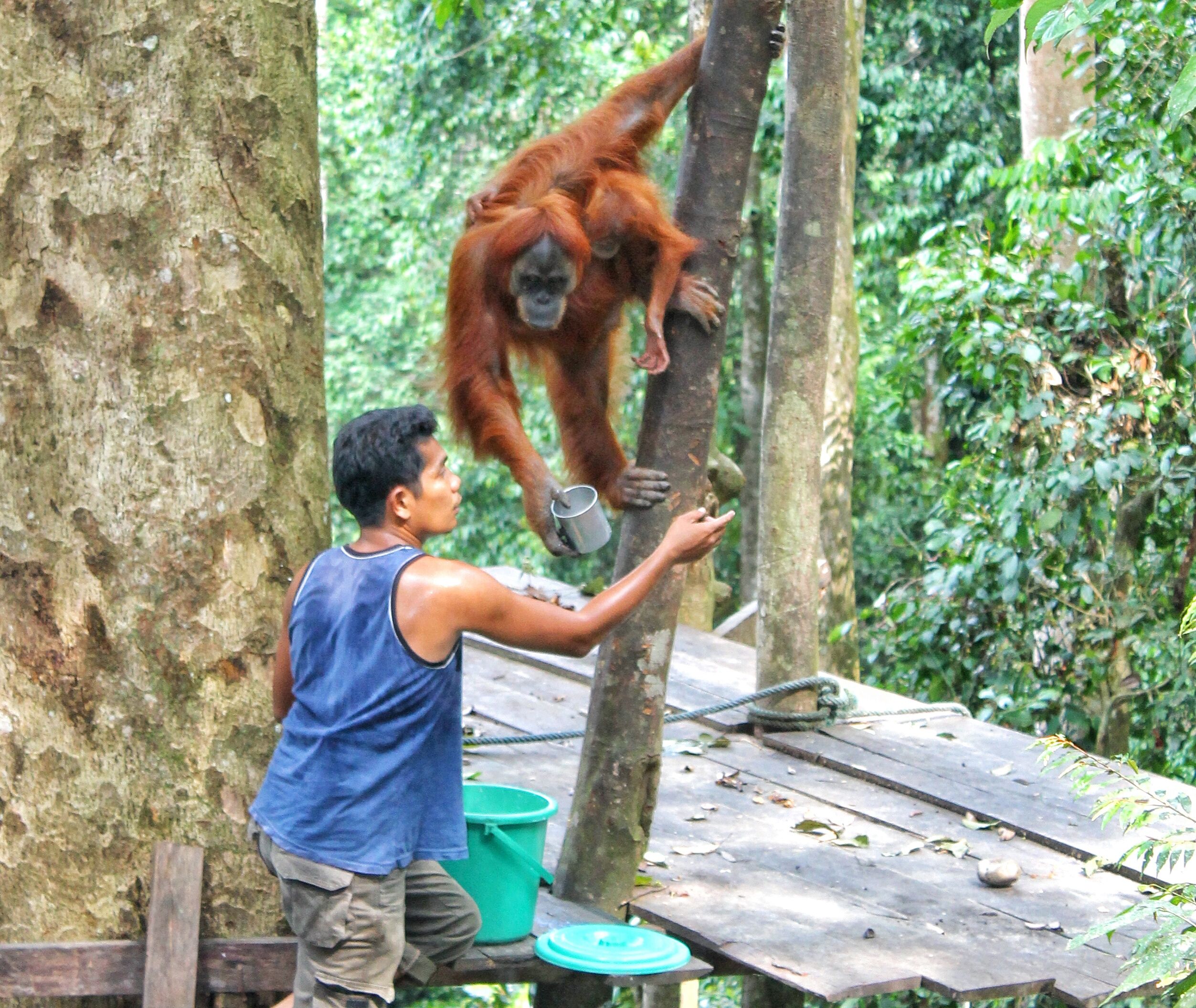 feeding the orangutan