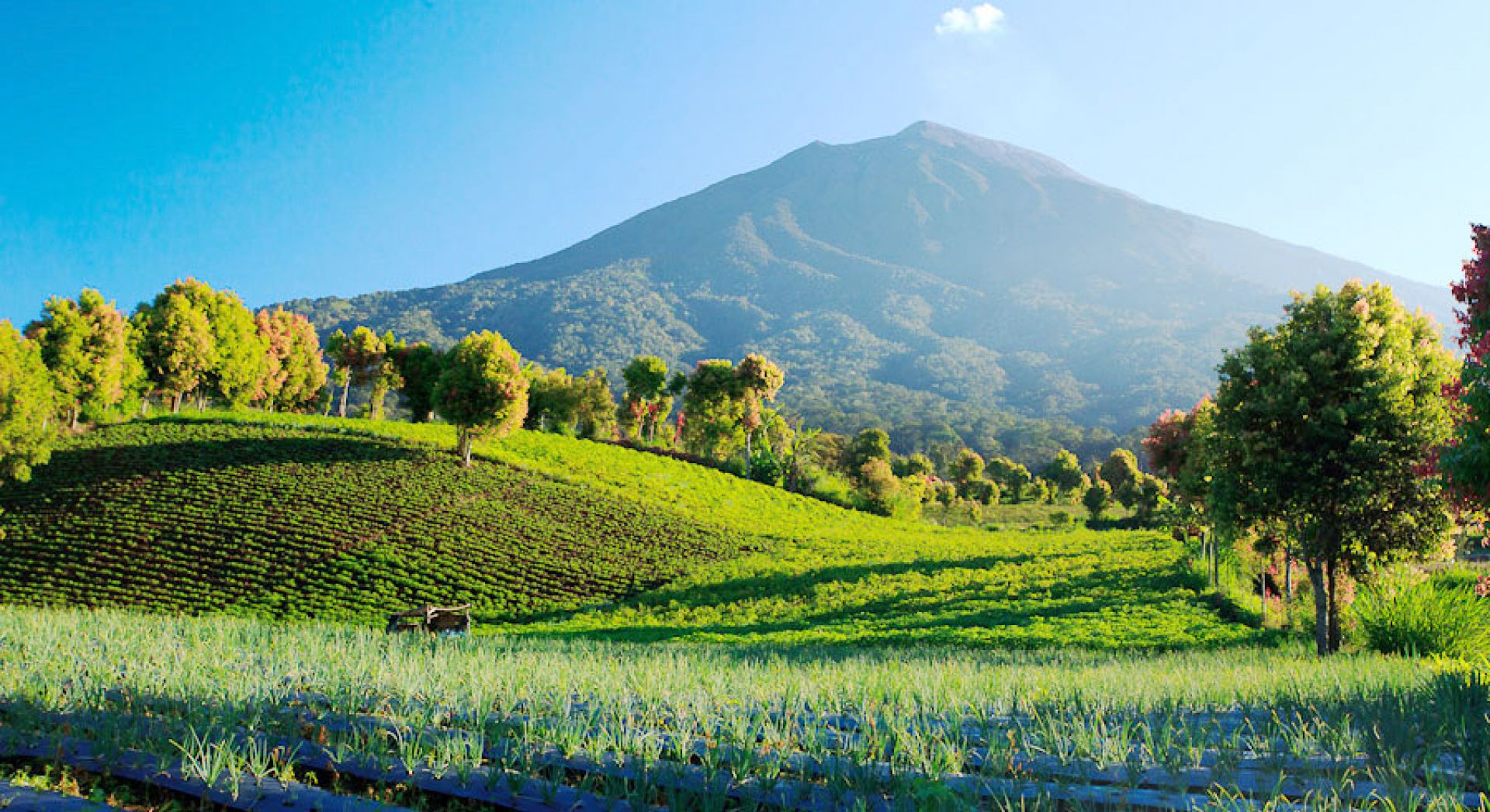 flora and fauna reserve in kerinci seblat national park