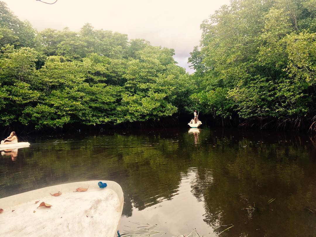 lembongan mangrove forest