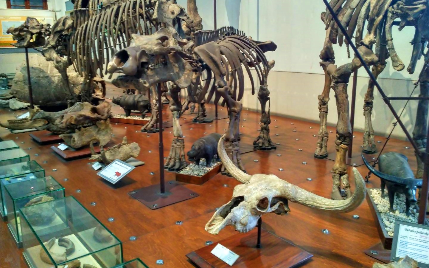 Geologi Museum is one of Indonesia best museum located in Bandung