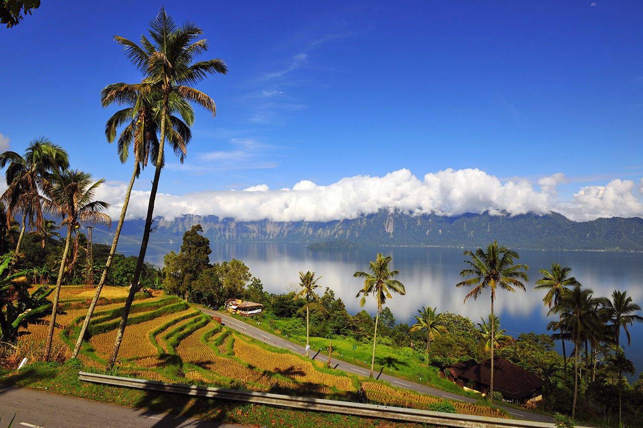 Maninjau Lake Rice Terrace in West Sumatra