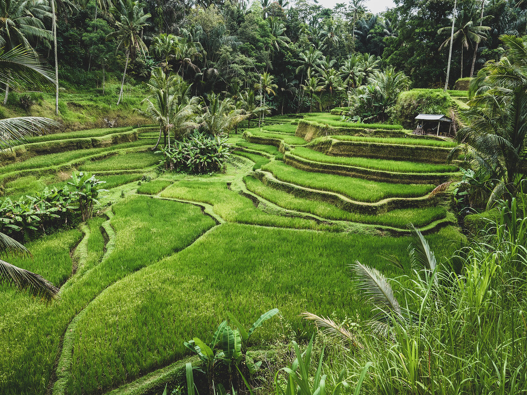 Tegallalang Rice Terrace in Bali