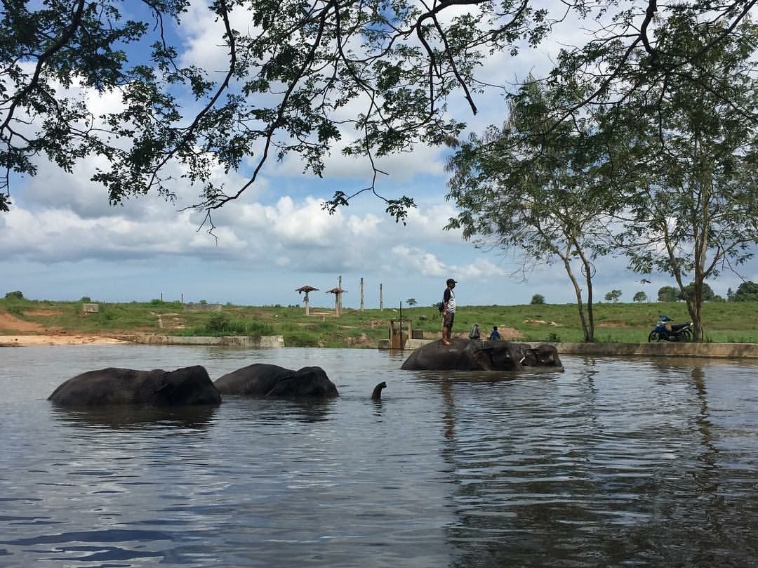 Way Kambas National Park is designated as the ASEAN Heritage Park.