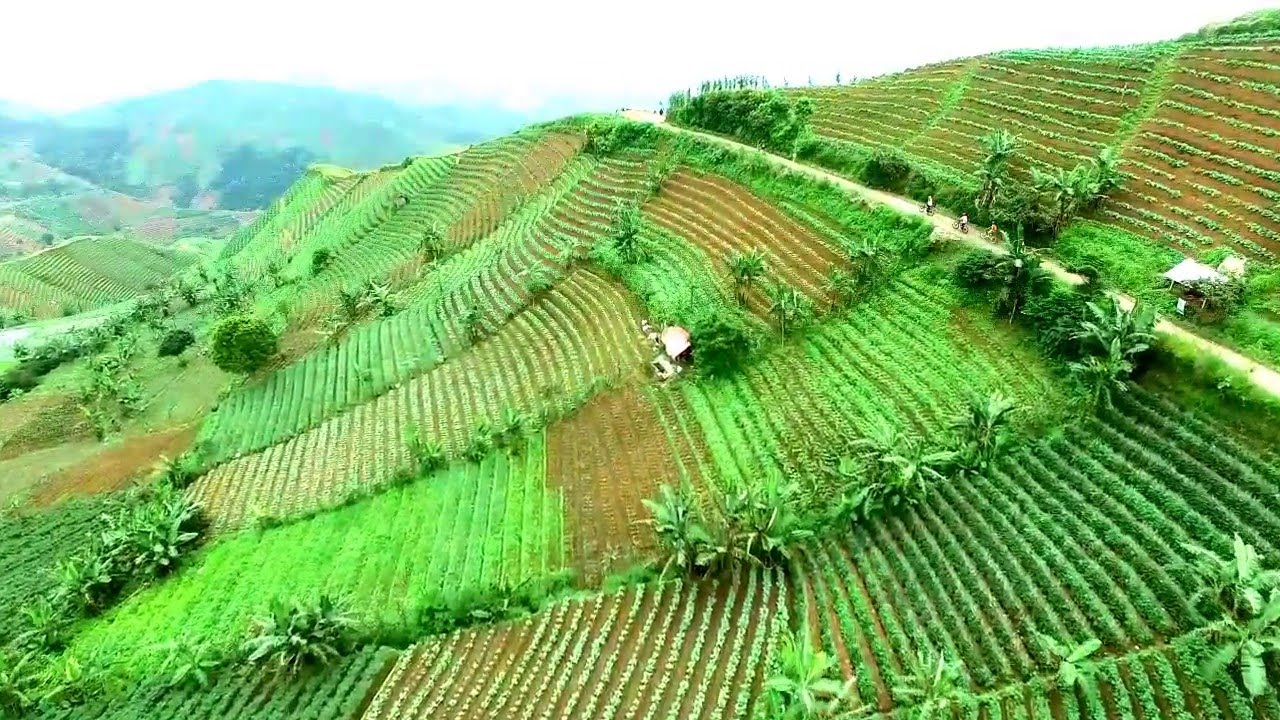 beautiful panyaweuyan rice terrace