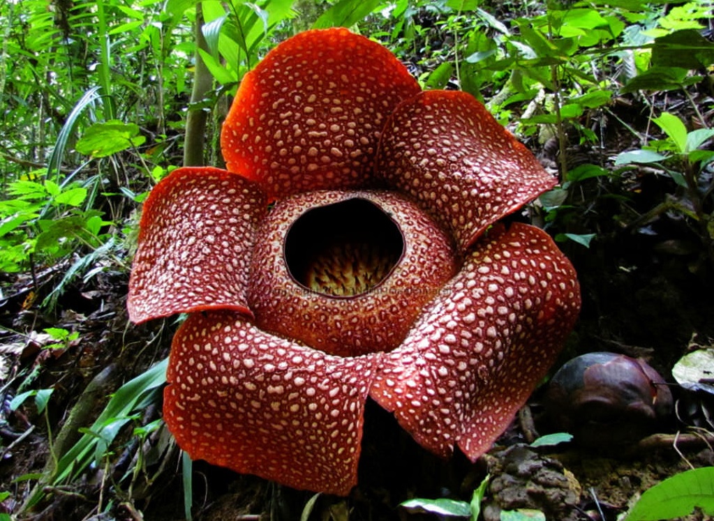 corpse flower is the Biggest Flower in The World